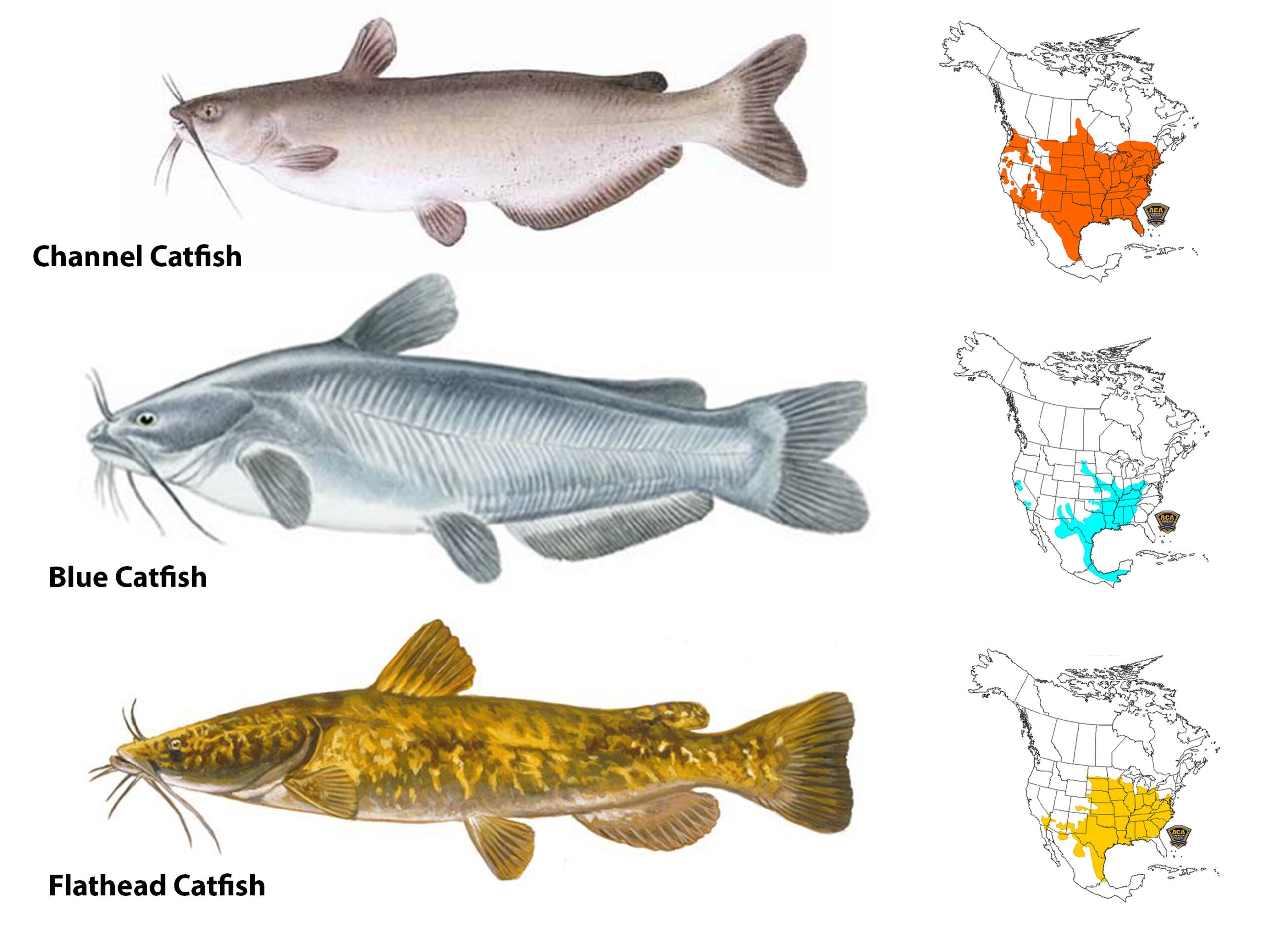 illustration showing the big three types of catfish in the U.S.
