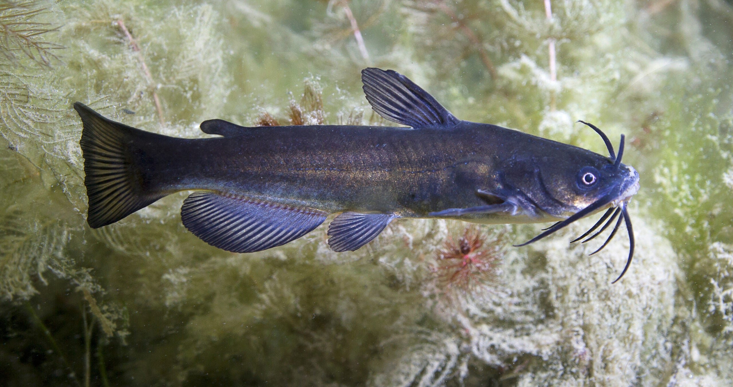 photo of black bullhead catfish