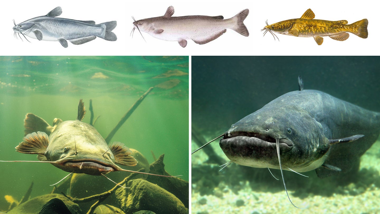 photo illustration showing four different types of catfish