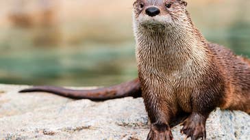 Otter Attacks Three Women Tubing on Montana River