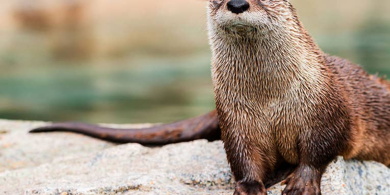Otter Attacks Three Women Tubing on Montana River