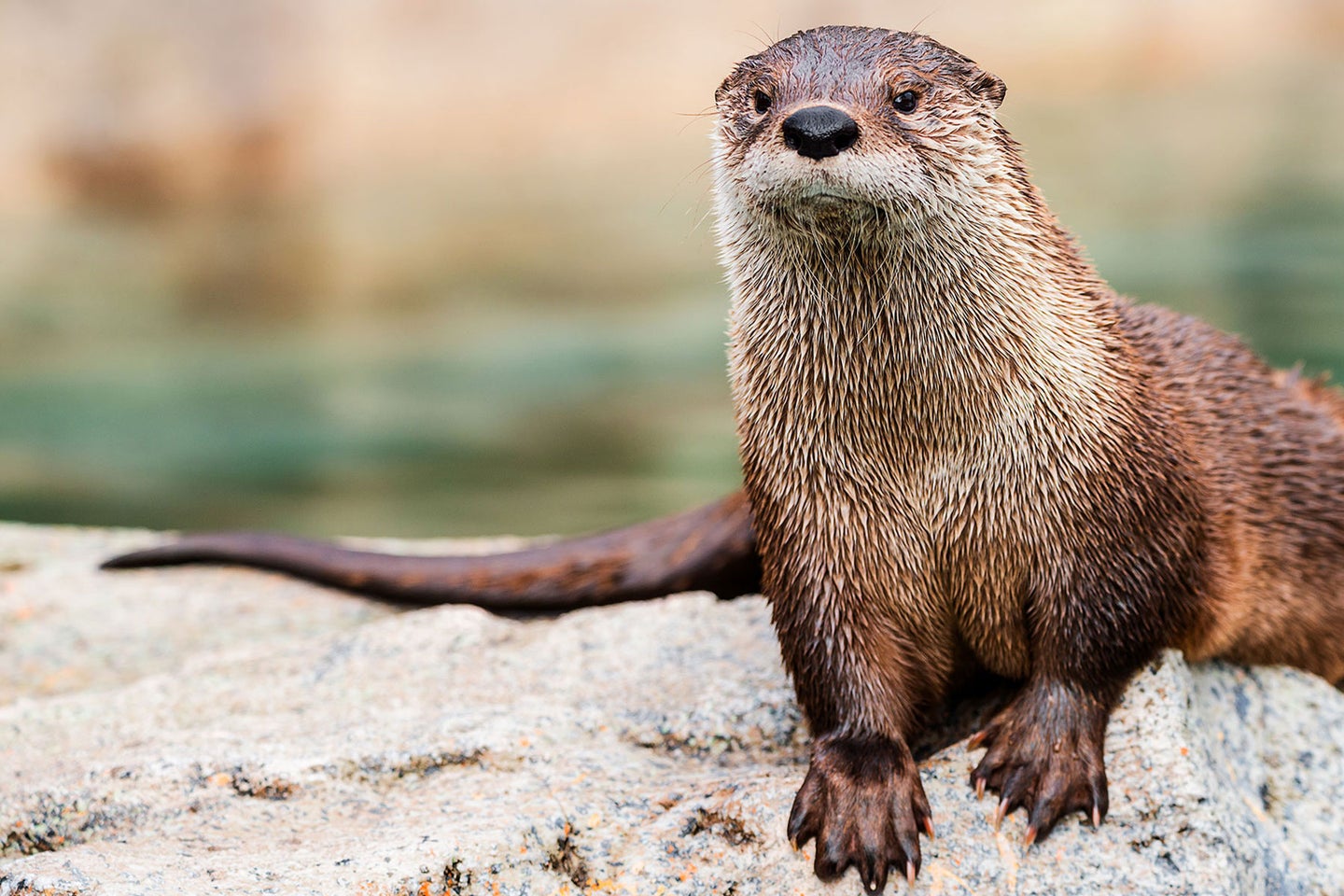 Otters can be aggressive in rare instances when protecting their young or defending territory. 