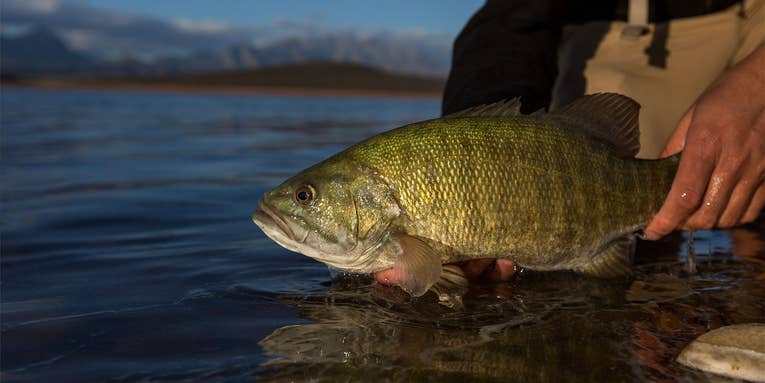 Invasive Smallmouth Bass Threaten Trout on Montana’s Famous Bitterroot River