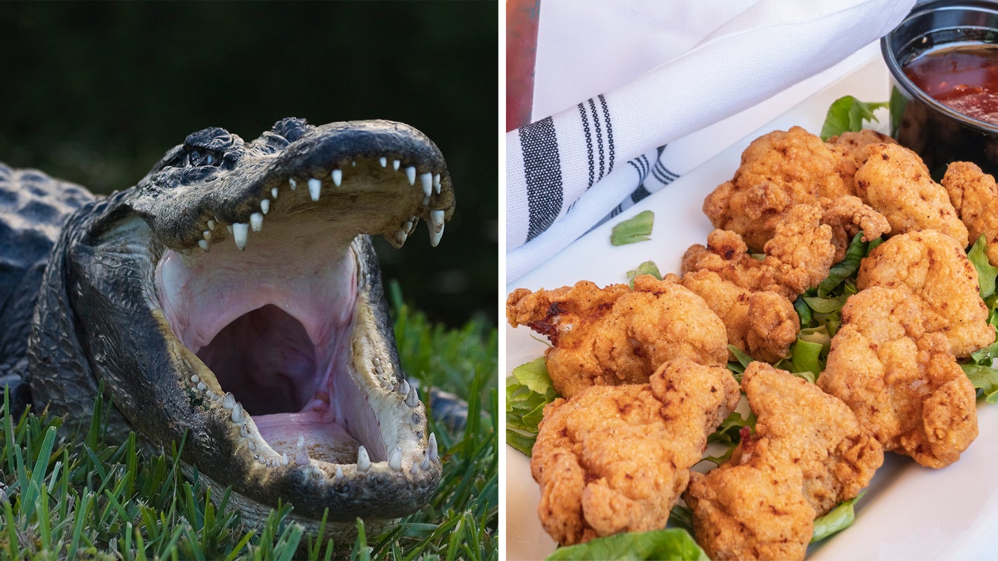 photo of alligator on the left and fried alligator bites on the right