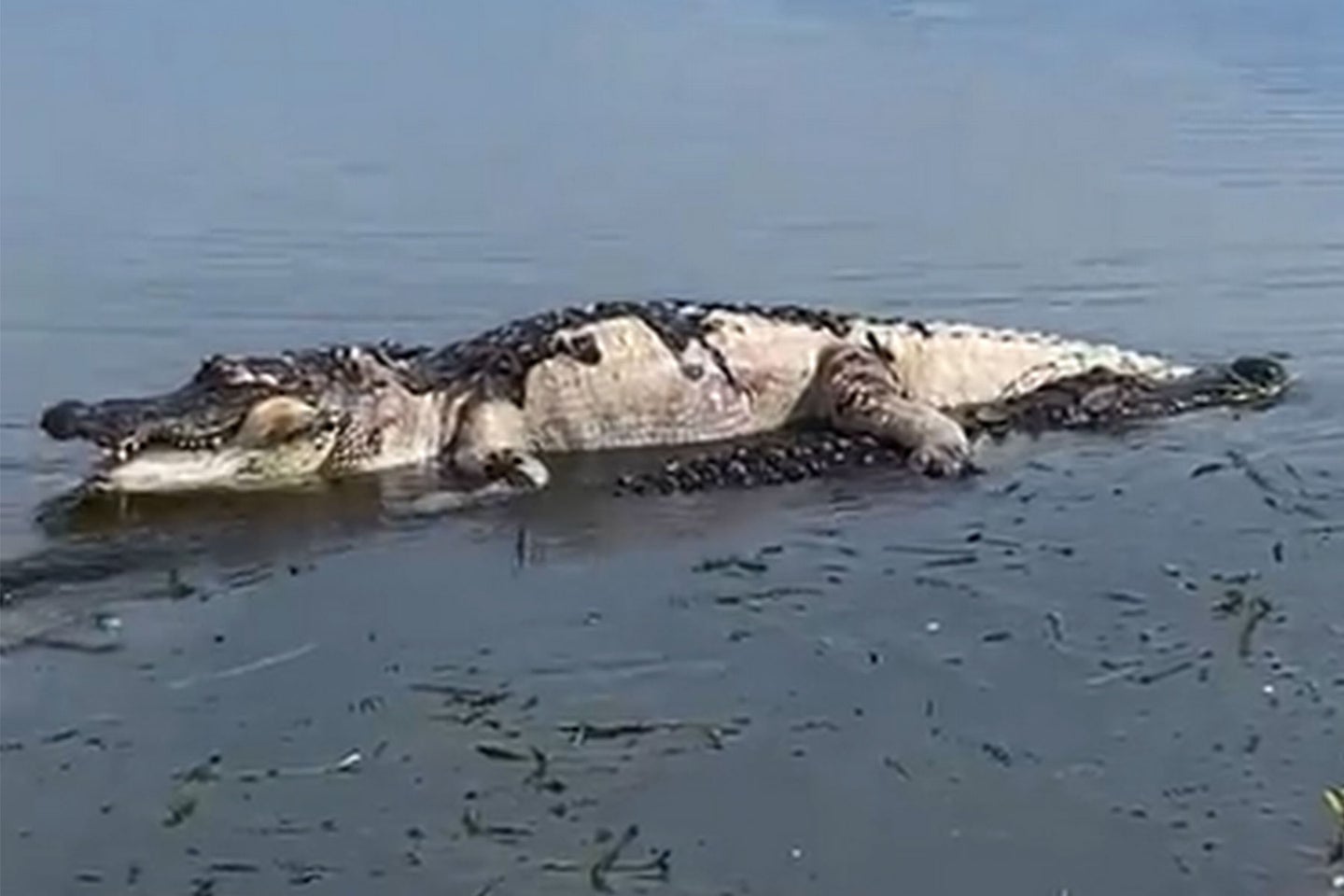 Watch: Massive Alligator Swims Through Florida Lake Dragging a Dead Gator in Its Jaws
