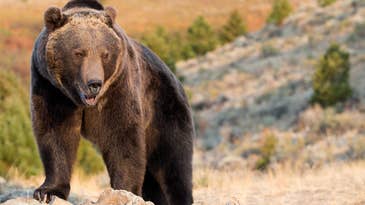 Grizzly Bear Mauls Surveyor in Wyoming Backcountry