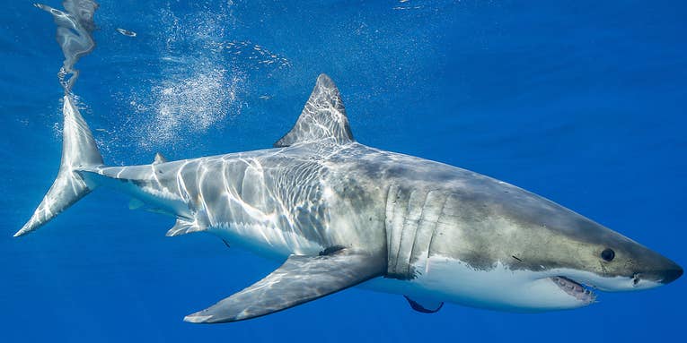 Unprecedented New York City Shark Attack Leaves Woman in Critical Condition