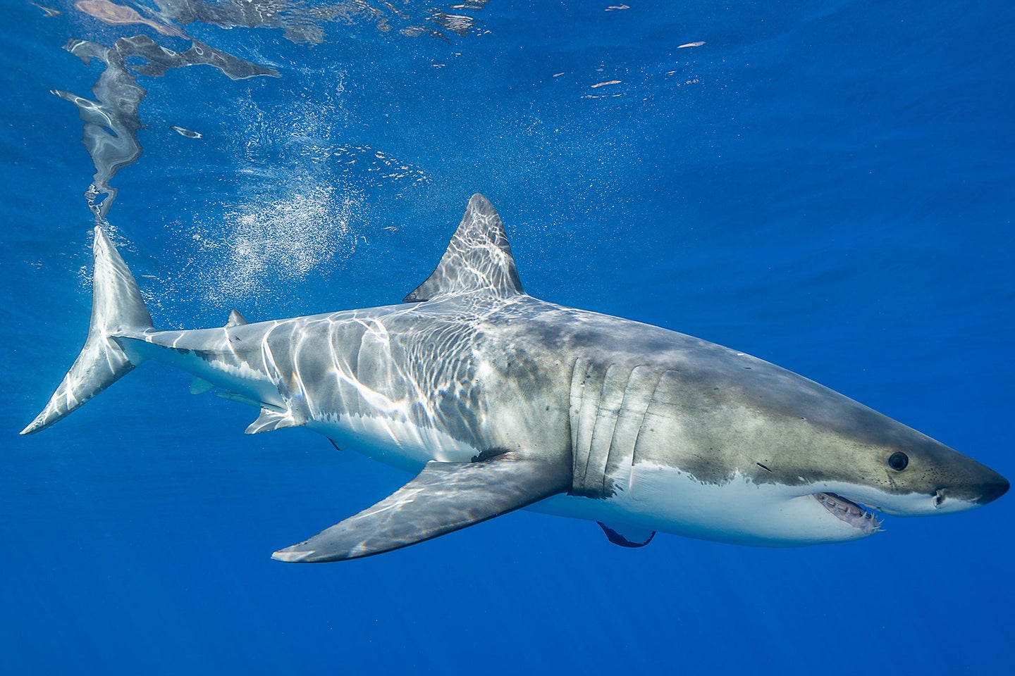 Shark attacks are on the rise in New York state this summer.