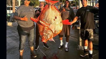 “Kind of like a Unicorn!” Novice Angler Catches Potential World Record Opah on Charter Boat