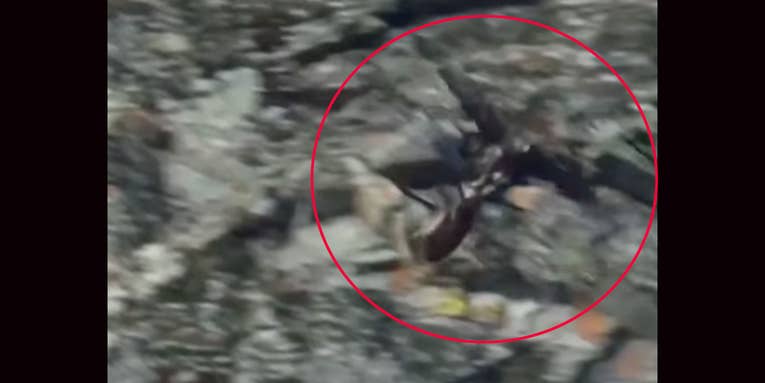 Watch a Giant Eagle Drop a Wild Goat off a Steep Mountainside