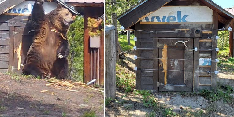 Wildlife Officials Bear Proofed a Shed that Served as a Scent Post for a “700 to 800 Pound” Grizzly