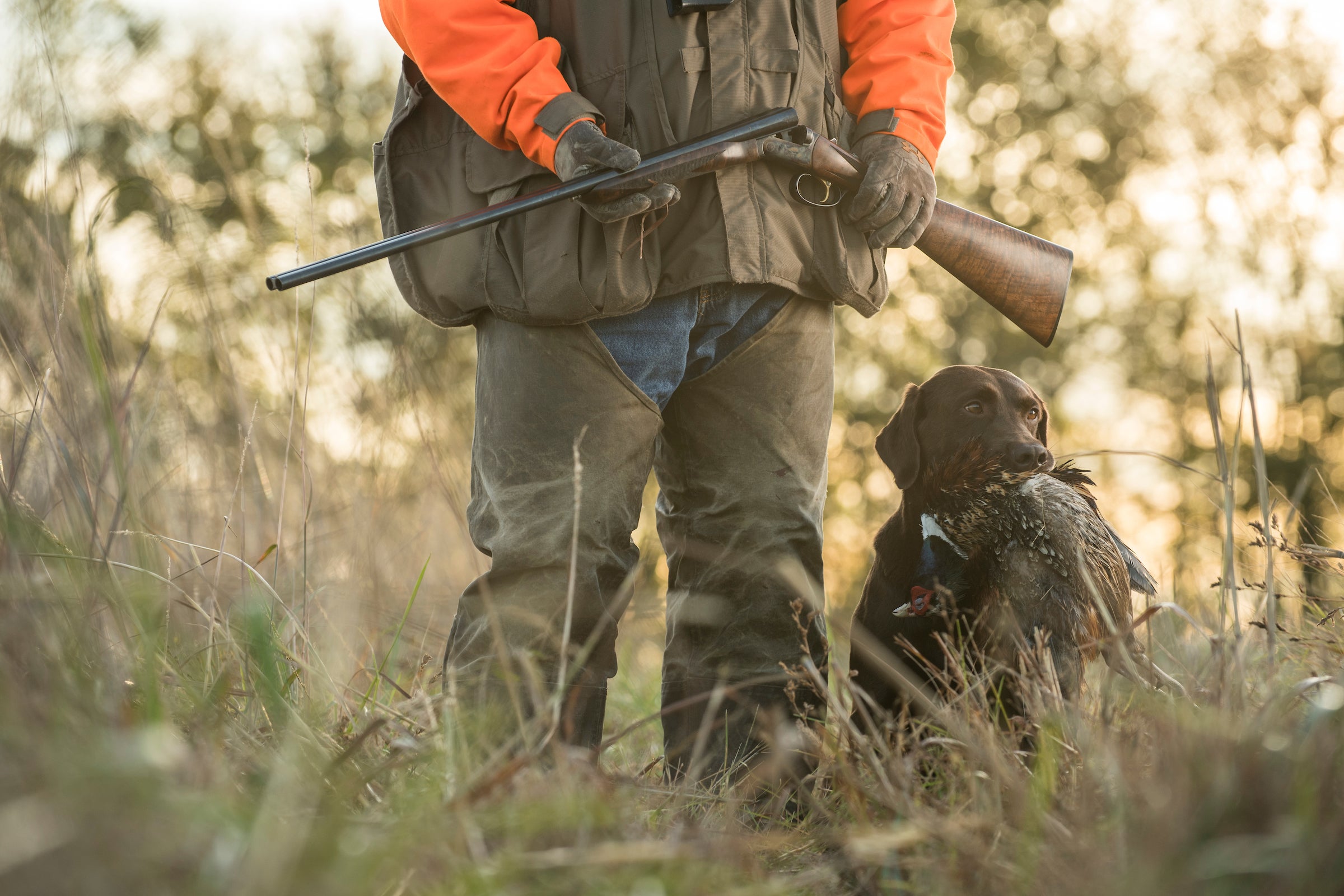an upland bird dog brings a pheasant to its owners feet