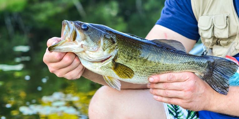 Summer Bass Fishing: A Complete Guide
