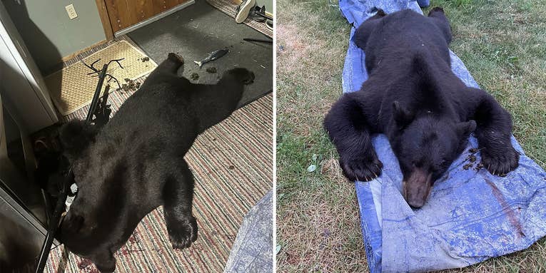 Montana Man Kills Black Bear in His Living Room After it Broke in Through a Window