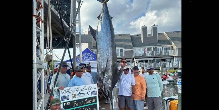 Tournament Anglers Win World Record Prize Worth More Than $6 Million After Boating Giant Blue Marlin