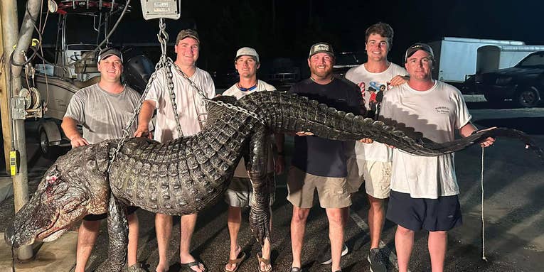 Friends Bag Massive 12-Foot Alligator Weighing More than 500 Pounds