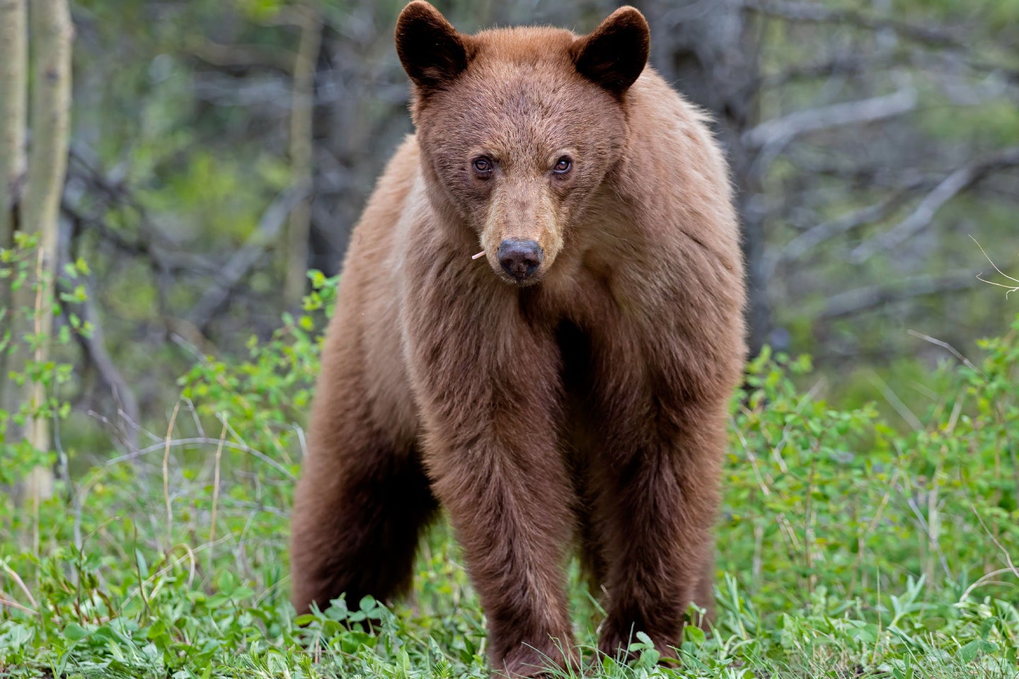 There are an estimated 17,000 to 20,000 black bears in Colorado, according to CPW. 