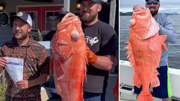 Alaska Fishing Guide Catches Massive Record-Setting Rockfish in 1,000 Feet of Water