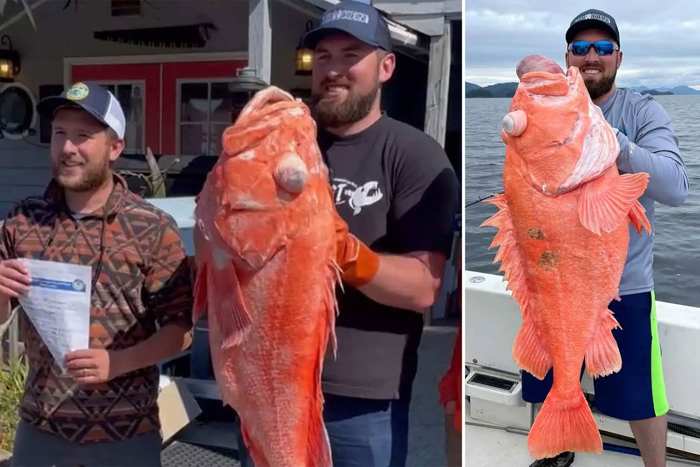 Shortraker rockfish range from southeastern Kamchatka, north into the Bering Sea, through the Aleutian Islands and Gulf of Alaska, and south to southern California.