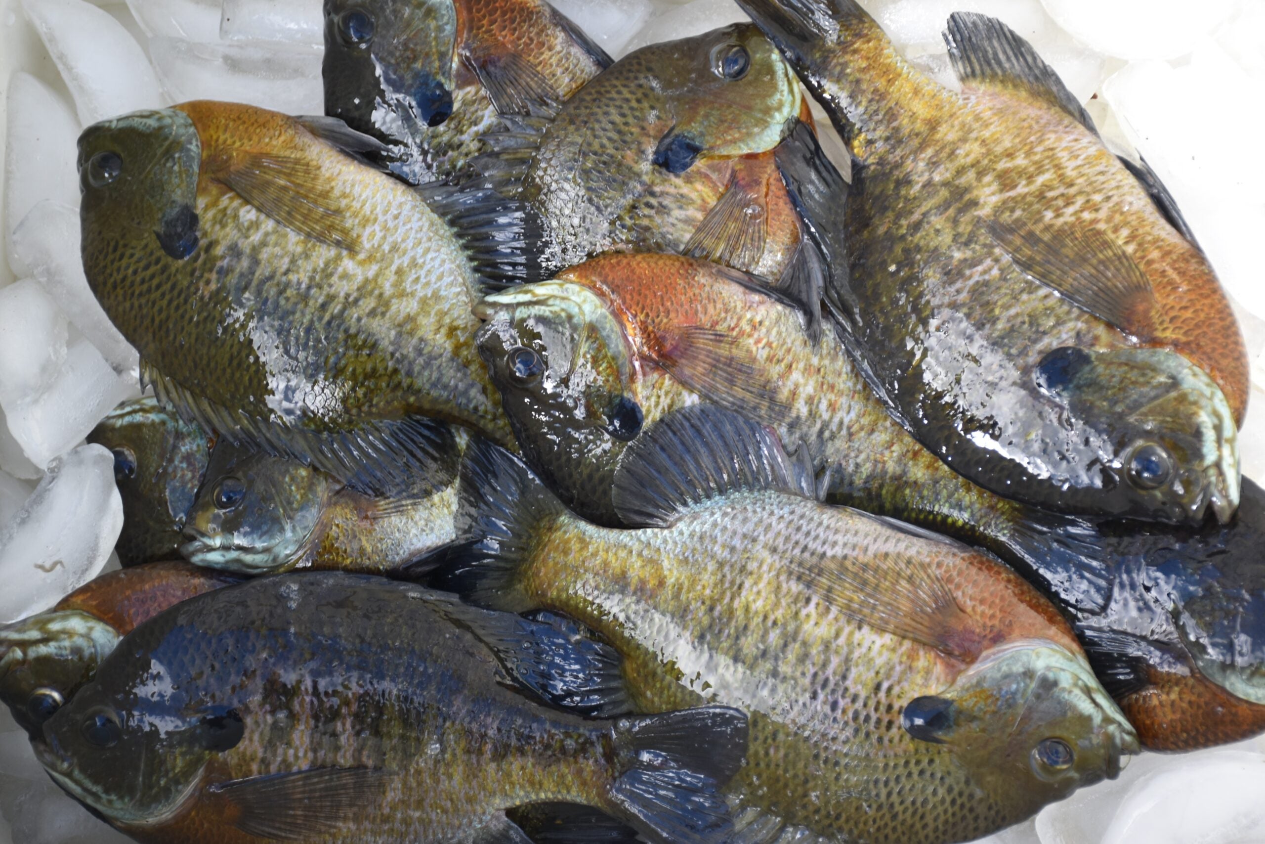a bunch of bluegill sunfish ready to be fillers for a fish fry