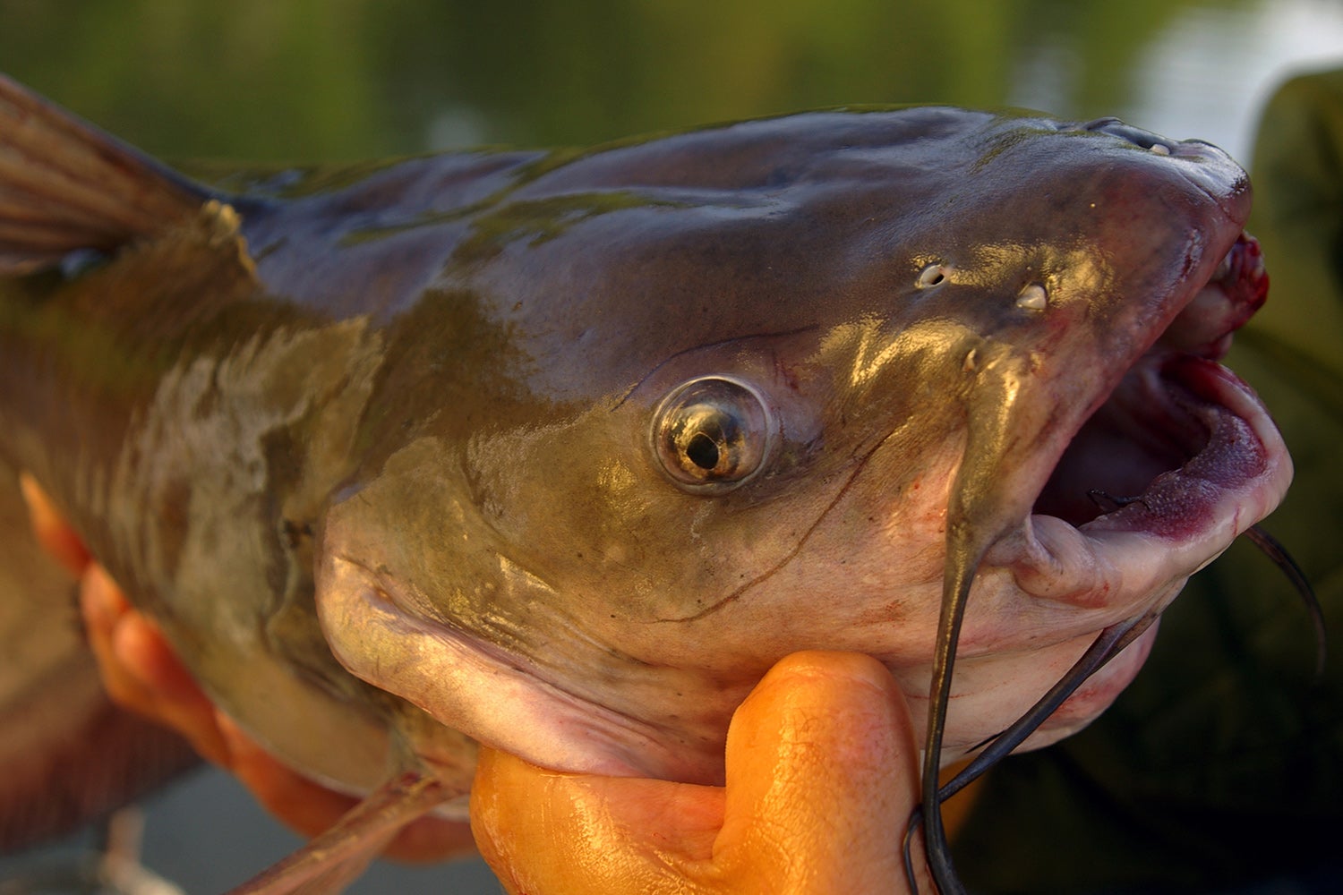 close-up of channel catfish being held by hand