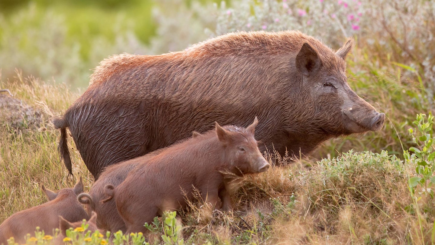 one large pig with piglets in sagebrush