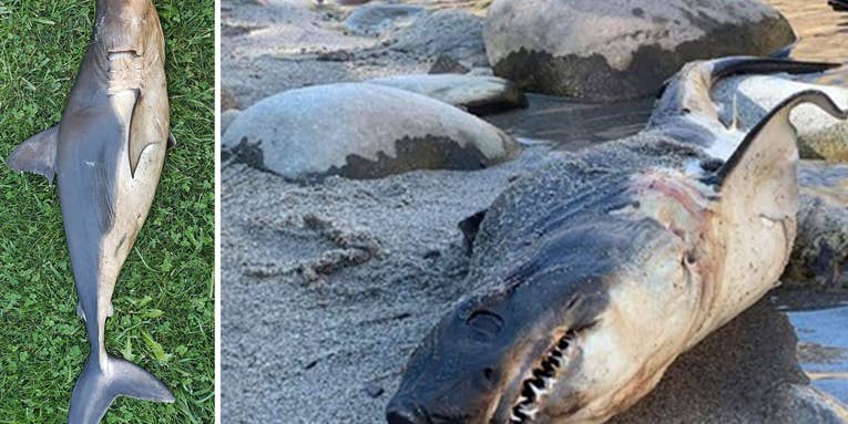 Wildlife Officials Find Dead “Salmon Shark” on the Banks of an Idaho River