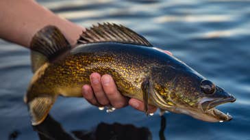 Invasive Walleyes are Spreading into Idaho, Threatening Native Salmon and Steelhead