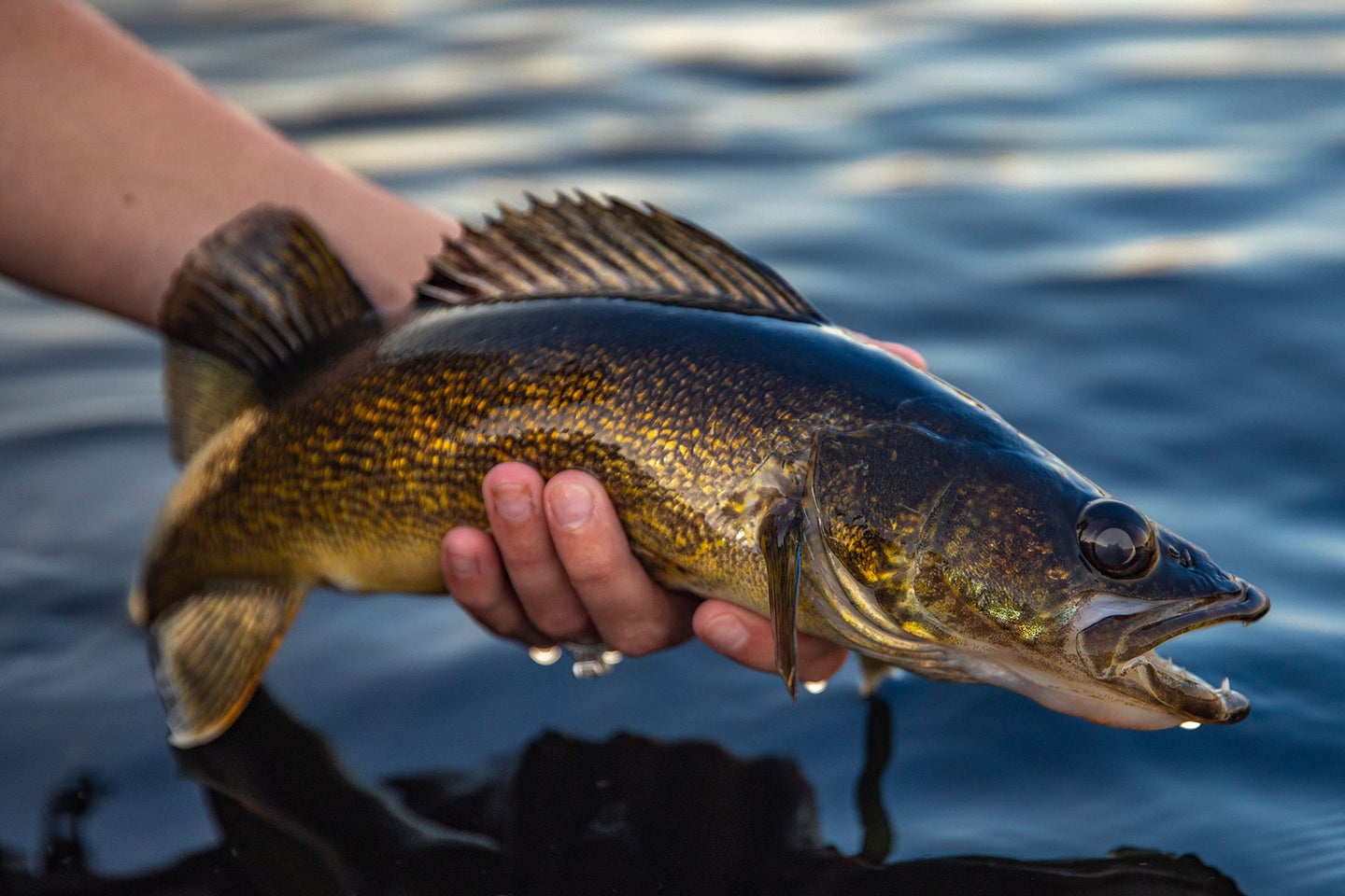 Walleyes can lay up to 300,000 eggs a year and eat more than 2 young salmon a day.