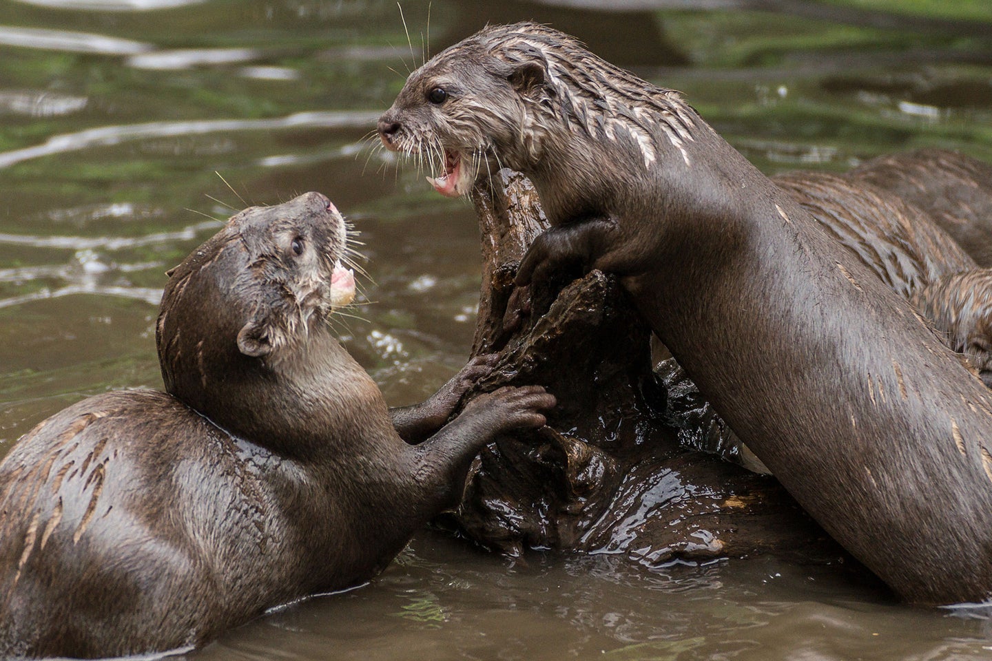 River otters can be aggressive when defending territory or protecting their young.