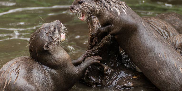 Two Rare River Otter Attacks Reported in California