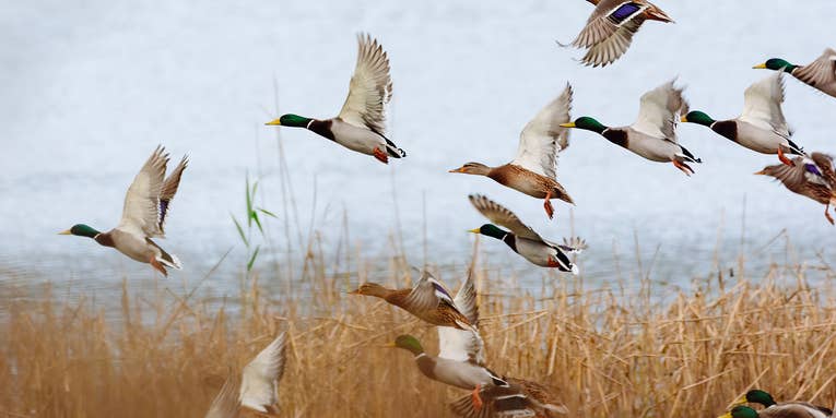 North American Waterfowl Survey Shows “Concerning” Mallard and Widgeon Declines