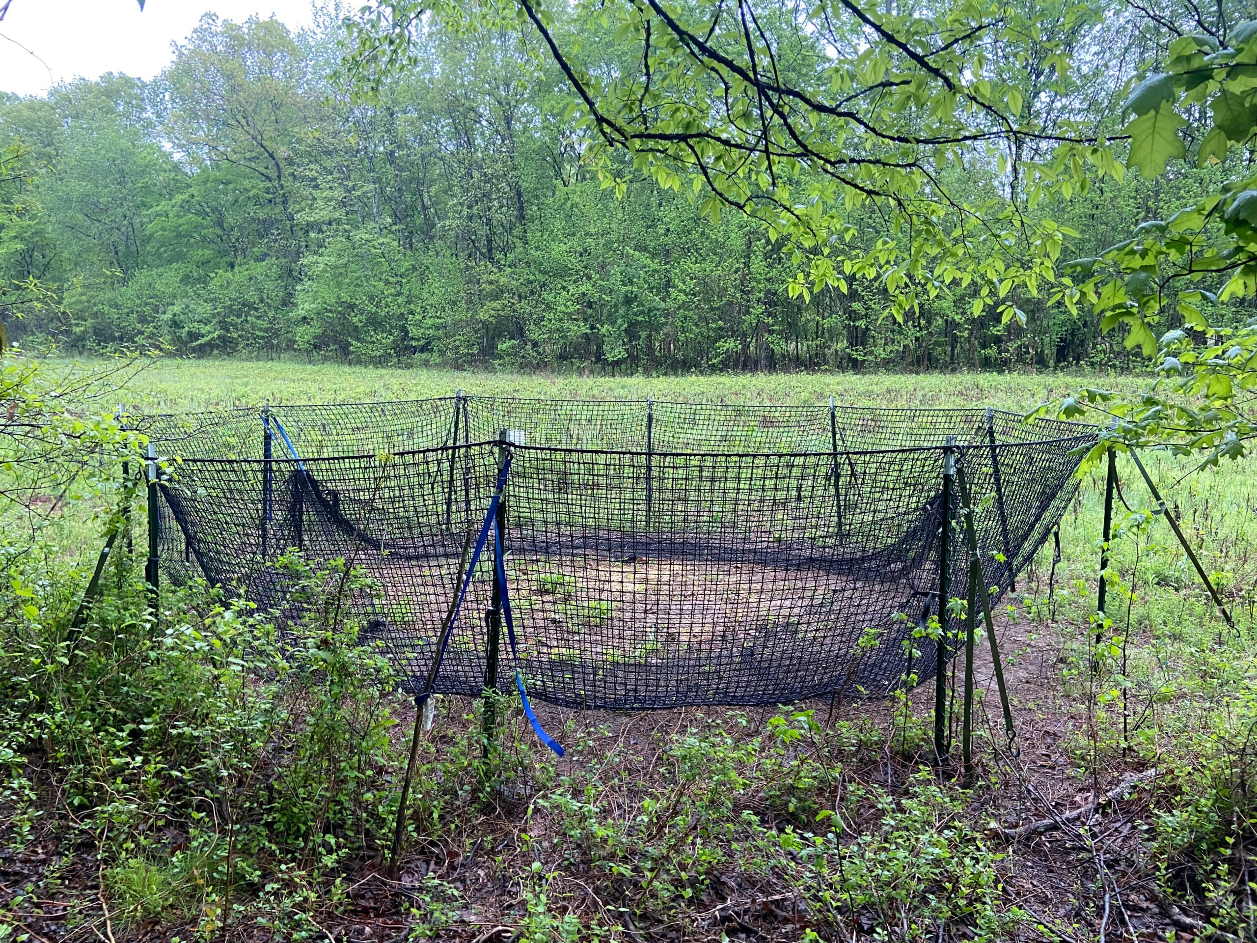 net trap of wild pigs on LBL