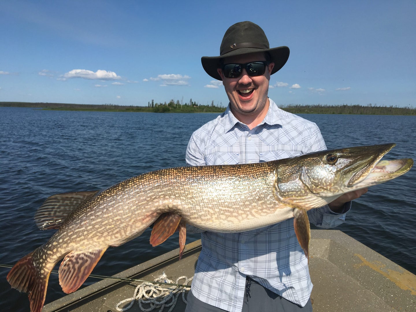 fly fisherman shows off a big pike in canada