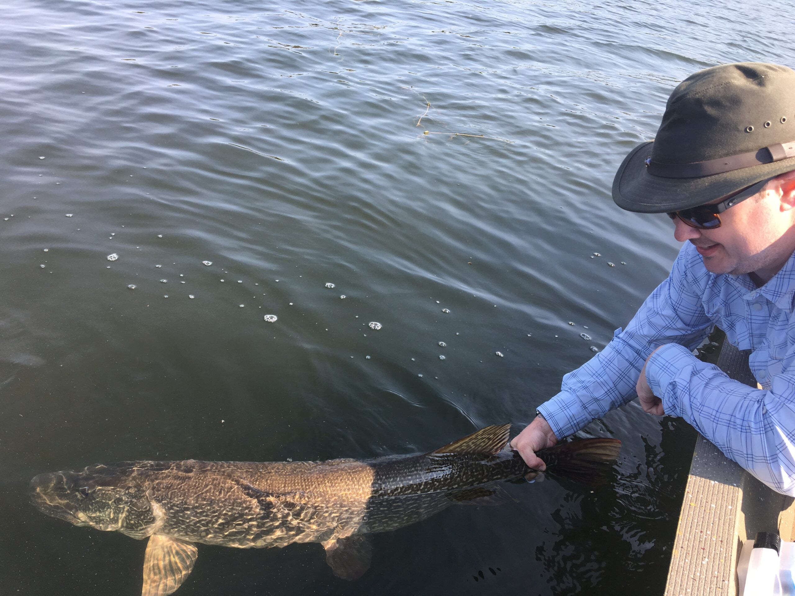 fisherman releases a pike