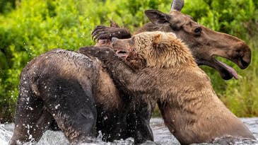 Watch a Brown Bear Attack and Kill an Adult Moose, Frame by Frame