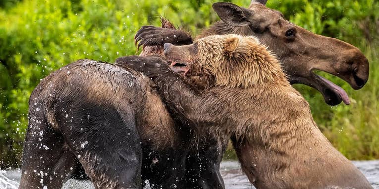 Watch a Brown Bear Attack and Kill an Adult Moose, Frame by Frame