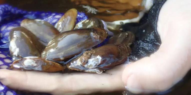 Feds Look to Add Rare Salamander Mussel to Endangered Species List