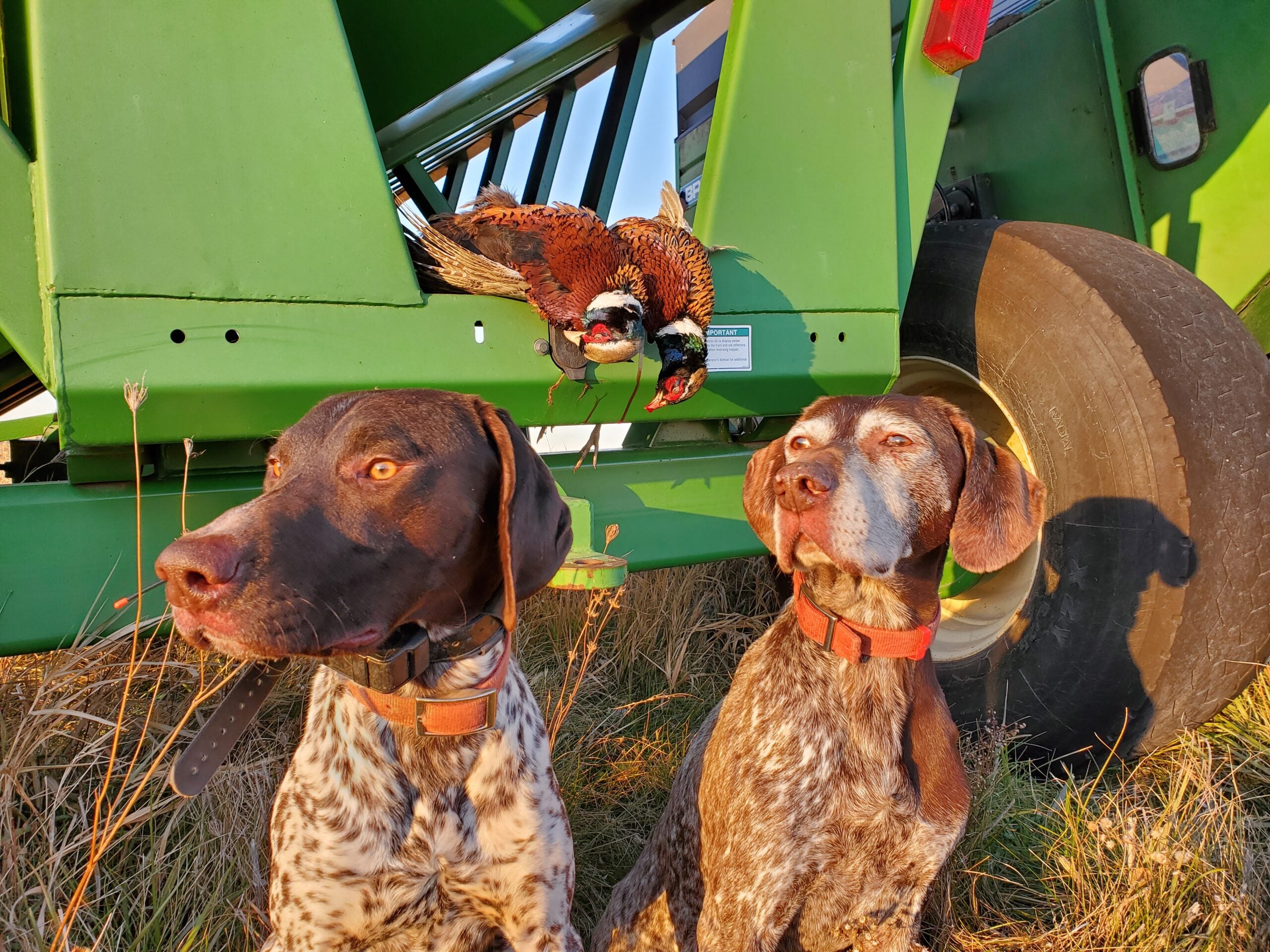 The author's two shorthair pointers—Zeke on the left and the late Jed on the right—pose for picture after a successful hunt.