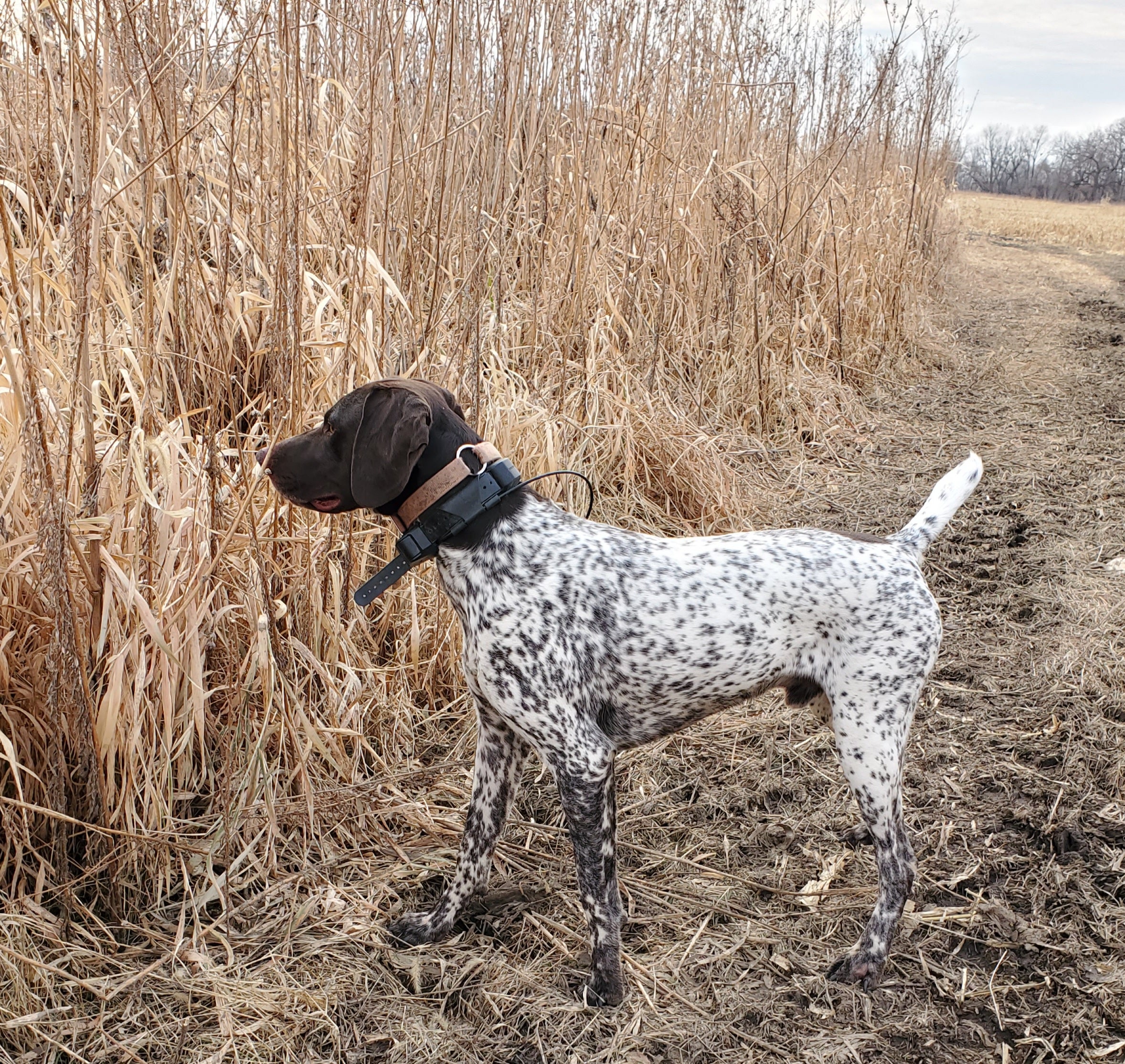 The author's shorthair, Zeke, points to a pheasant in the brush.