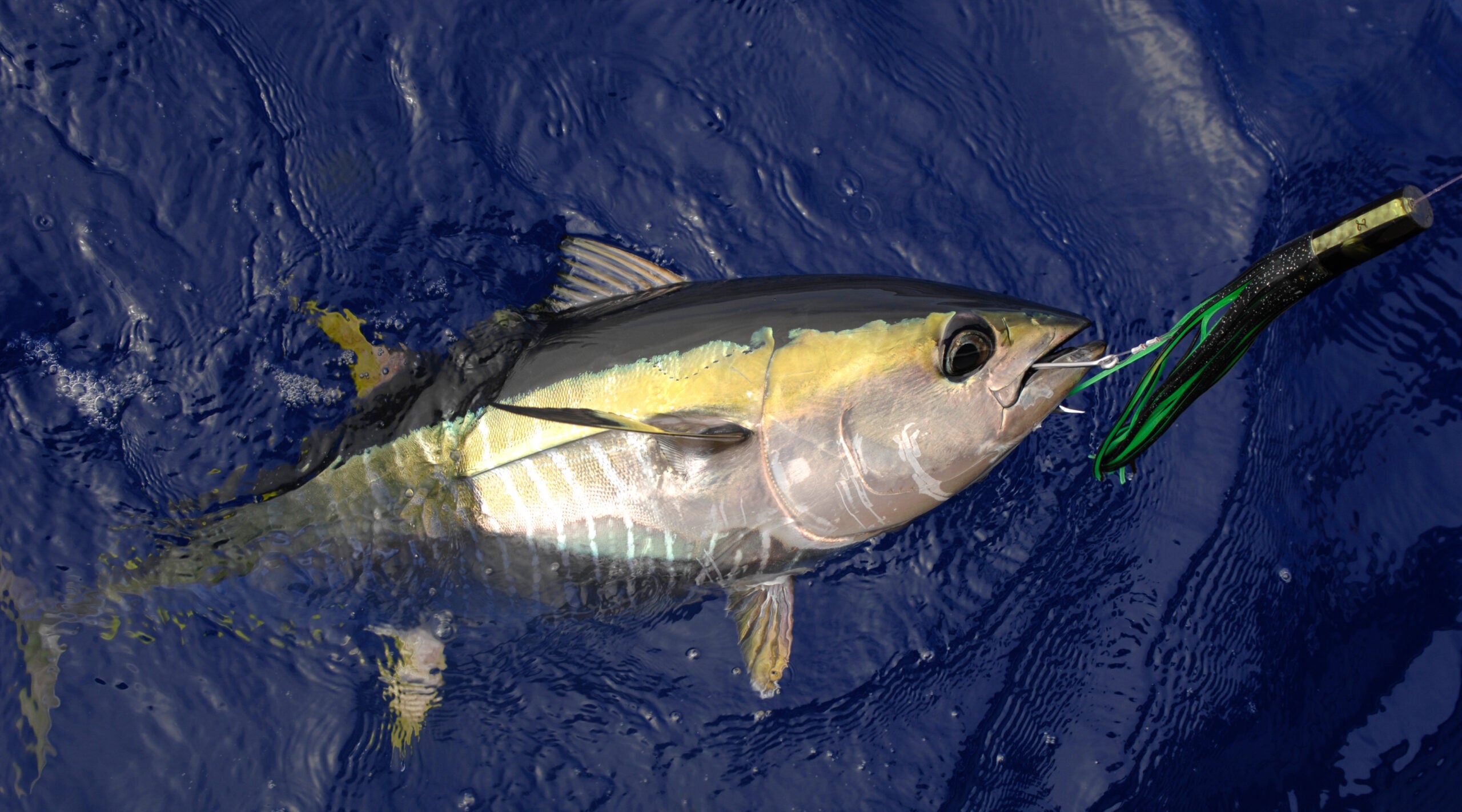 A yellowfin tuna with a fishing lure in its mouth