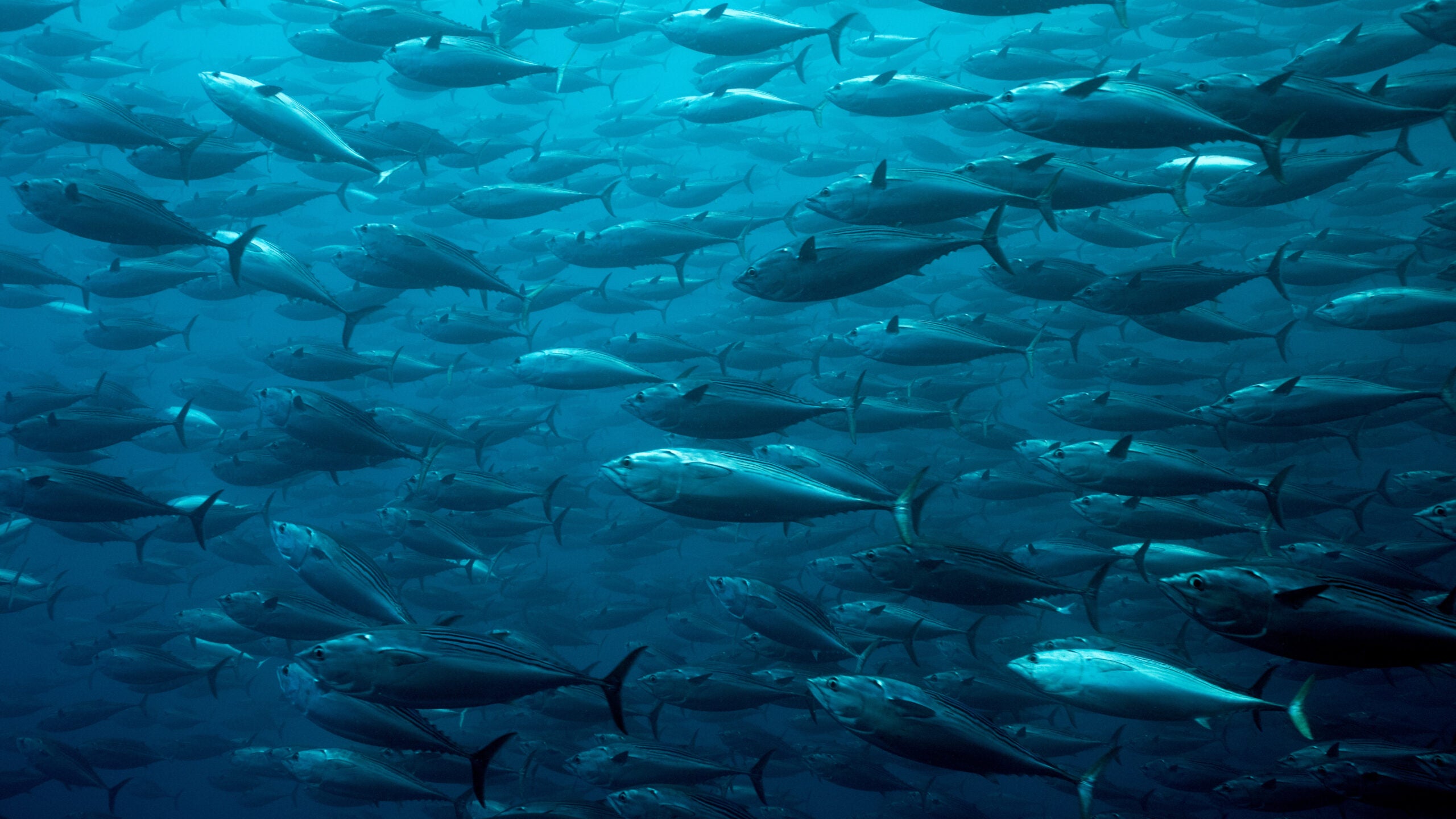 a school of skipjack tuna