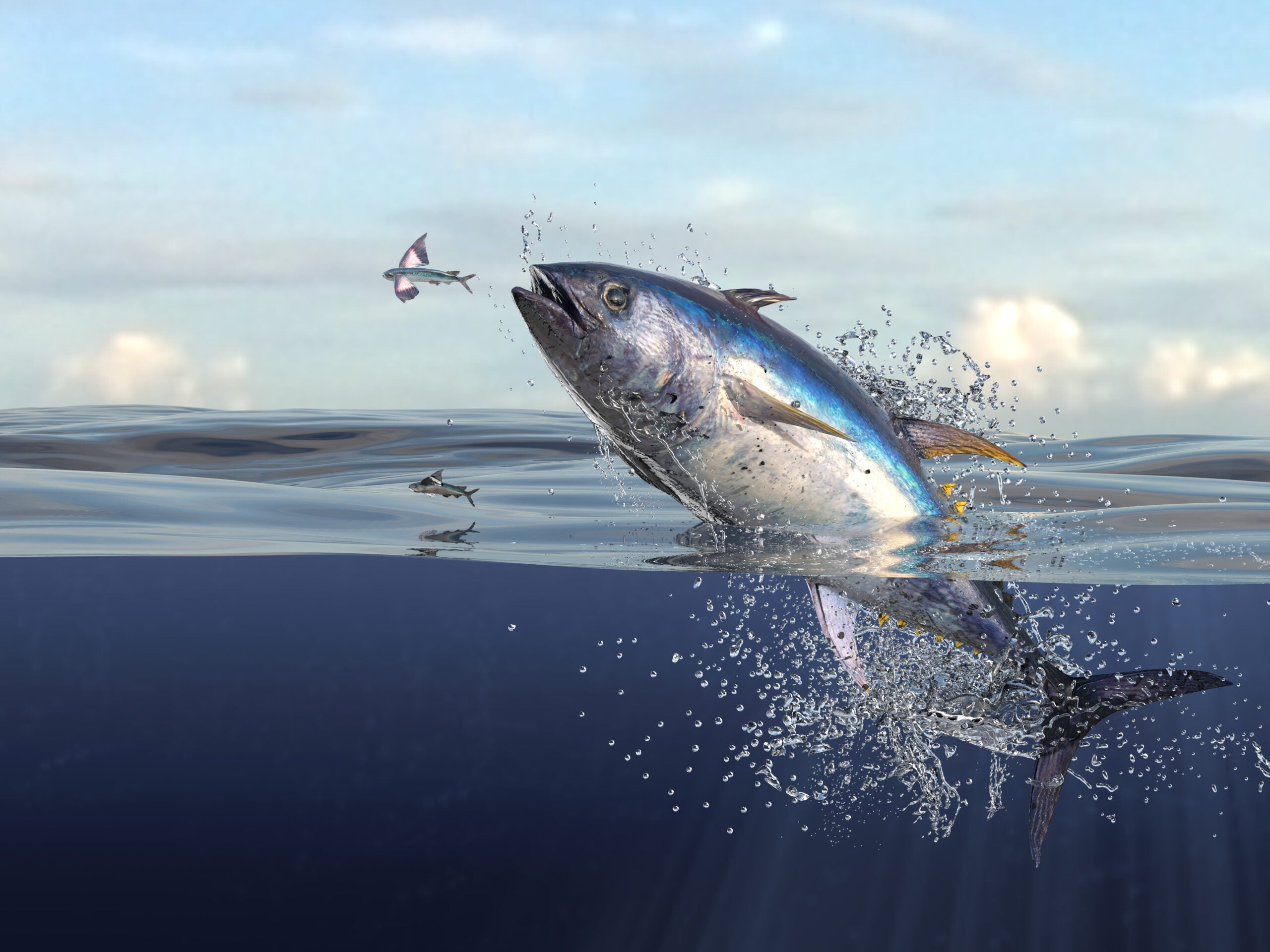 bluefin tuna jumps out of water after a flying fish