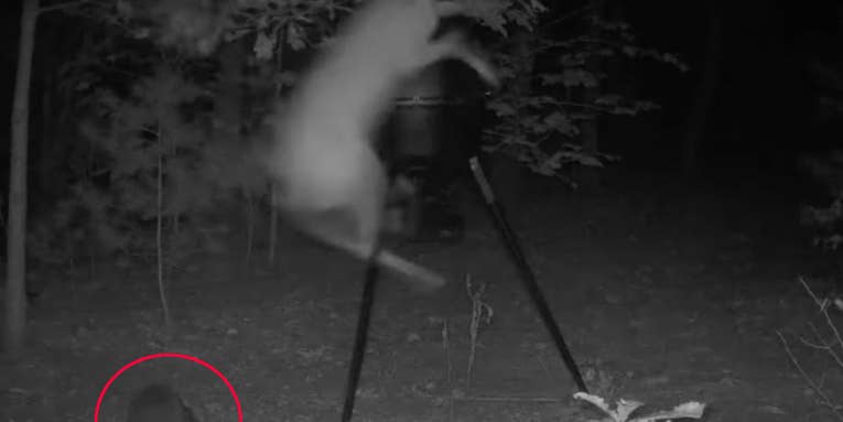 Watch a Raccoon Scare the Living Daylights Out of a Whitetail Deer
