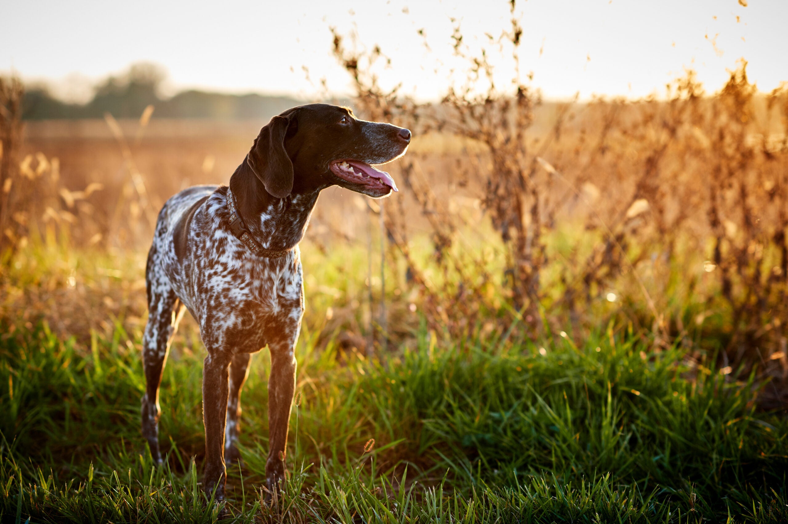 photo of a German shorthair pointer bird dog in the field