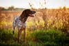 photo of a German shorthair pointer bird dog in the field