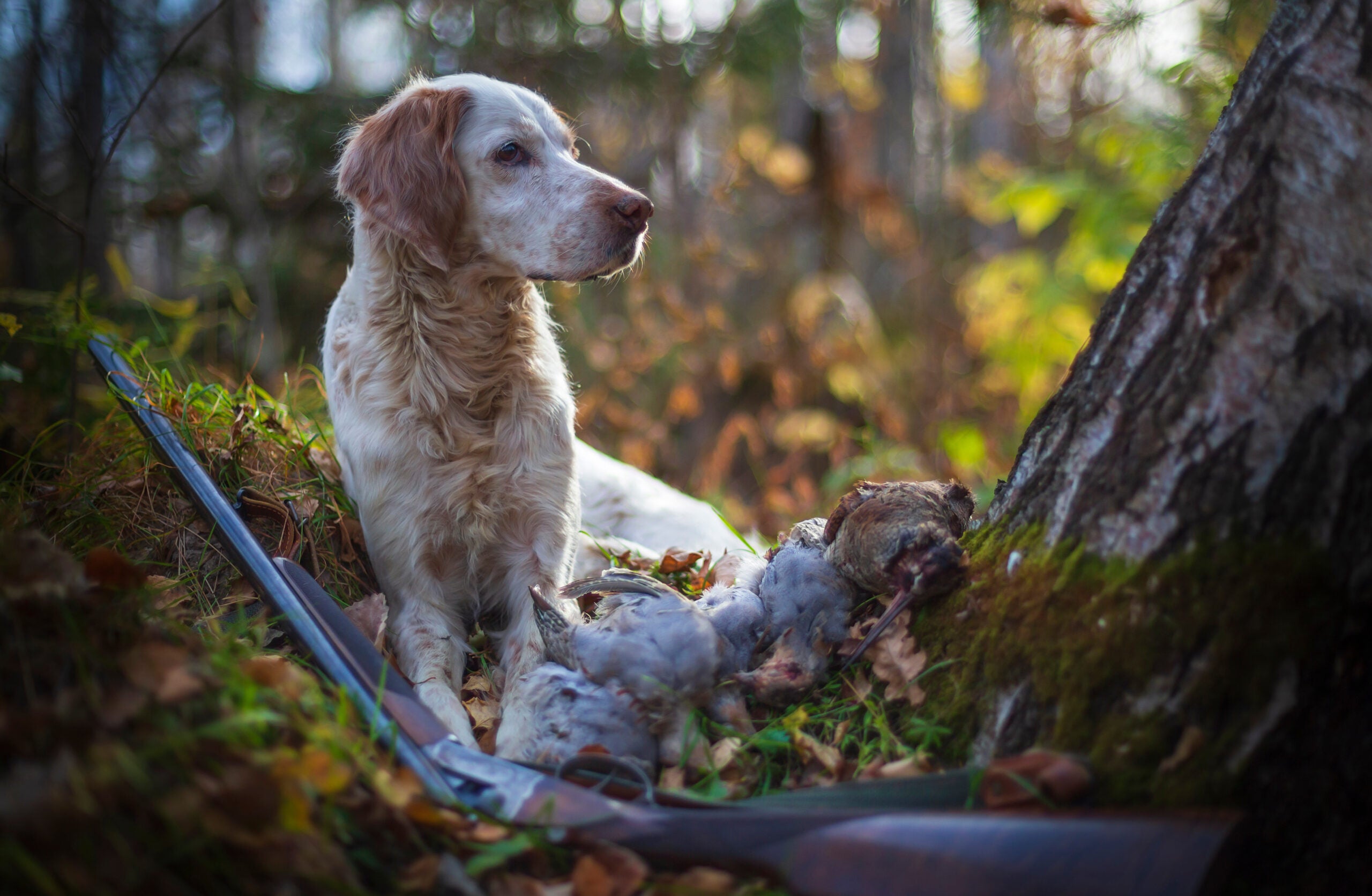photo of an English setter in the field with shotgun and woodcock