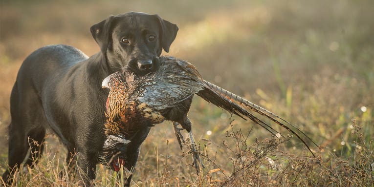 Bird Dog Breeds: Which Is Right for You?