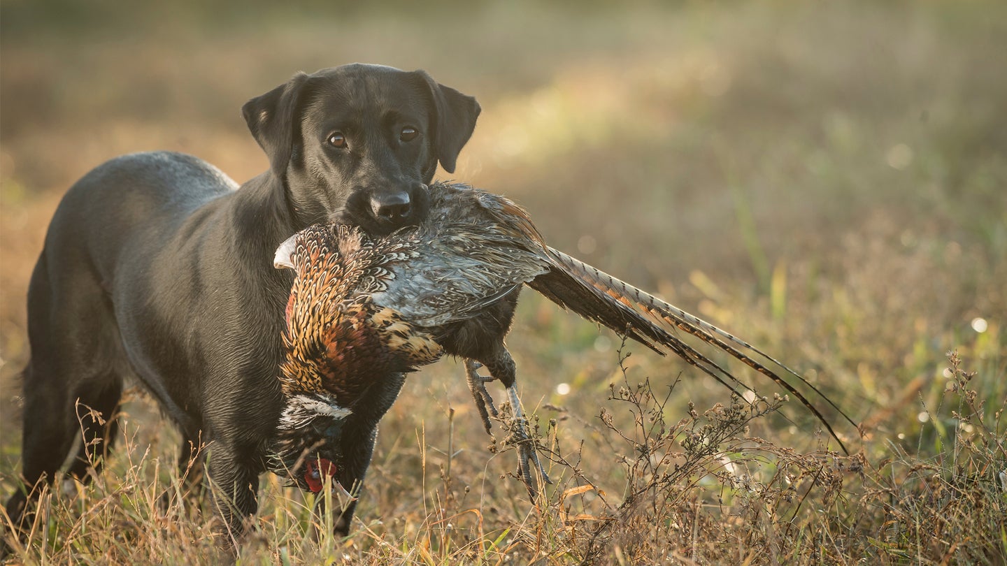 photo of a Labrador retriever with pheasant in its mouth