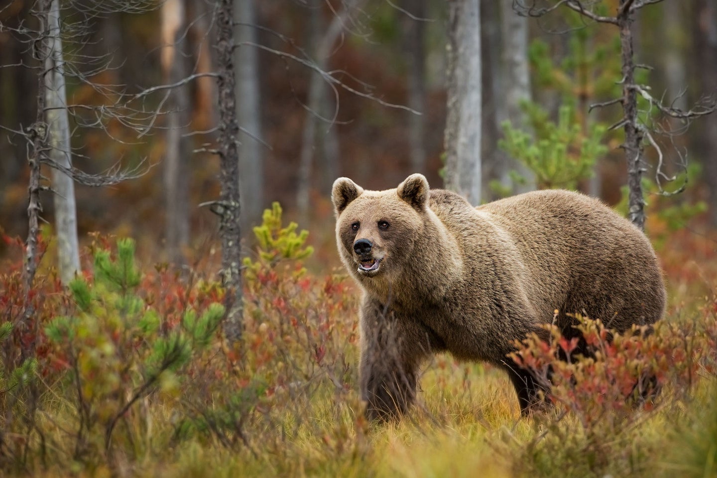 Sweden is home to an estimated 2,800 brown bears.